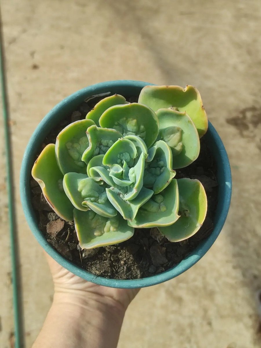 Planta Suculenta Gibbiflora Papageno Pote 14 Branco - Imagem 3