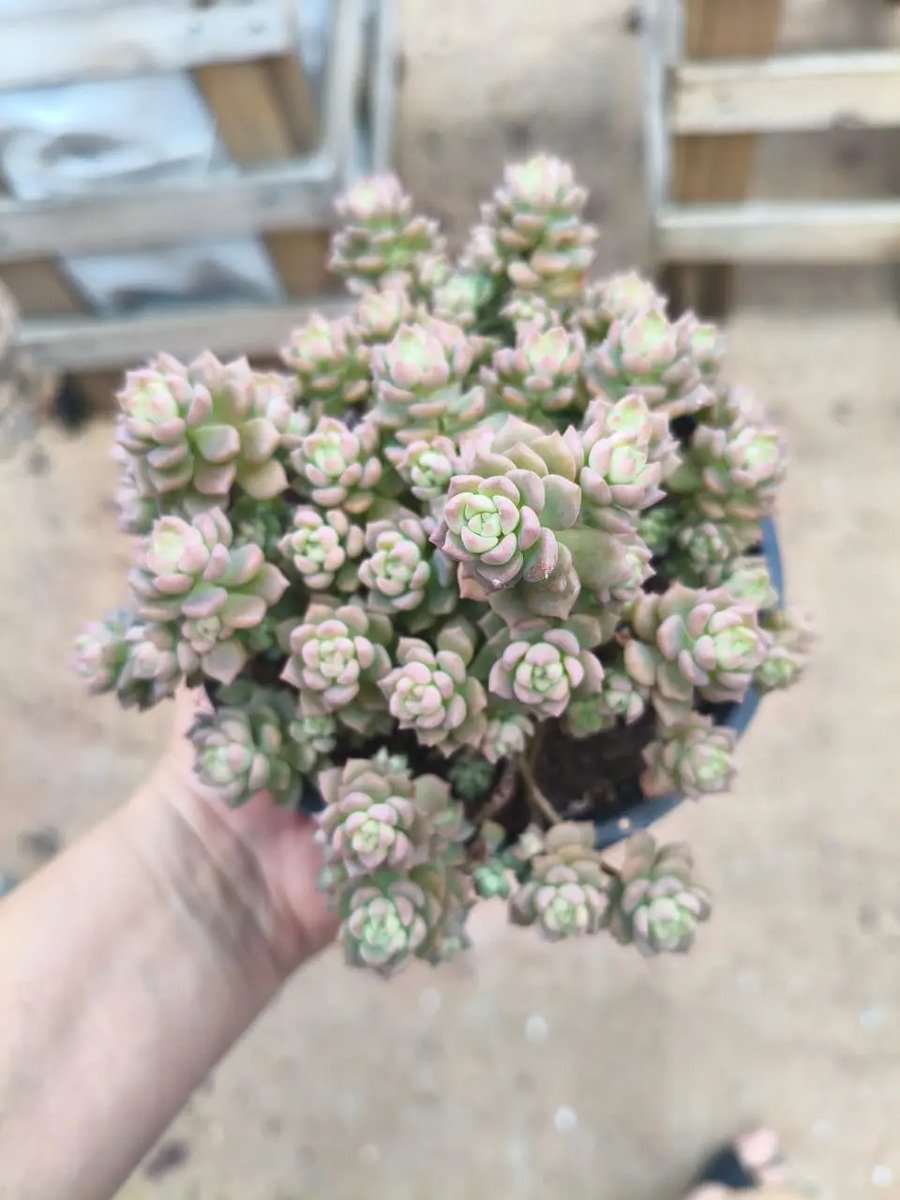 Planta Suculenta Querência Pote 11 Cheio Rosa-chiclete - Imagem 2