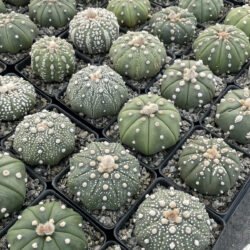 Cacto Astrophytum Asterias Branco