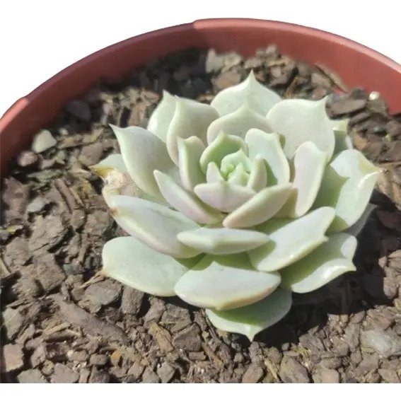 Suculenta Echeveria Lola - Imagem 2