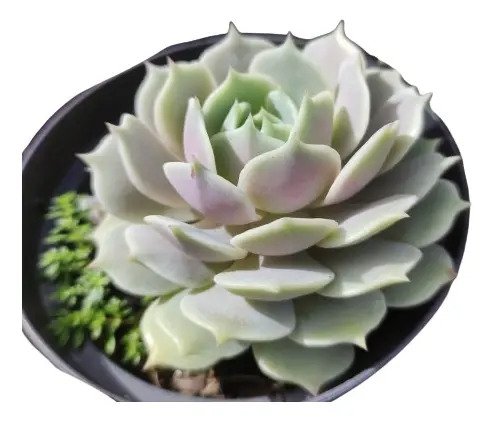 Suculenta Echeveria Lola - Imagem 3