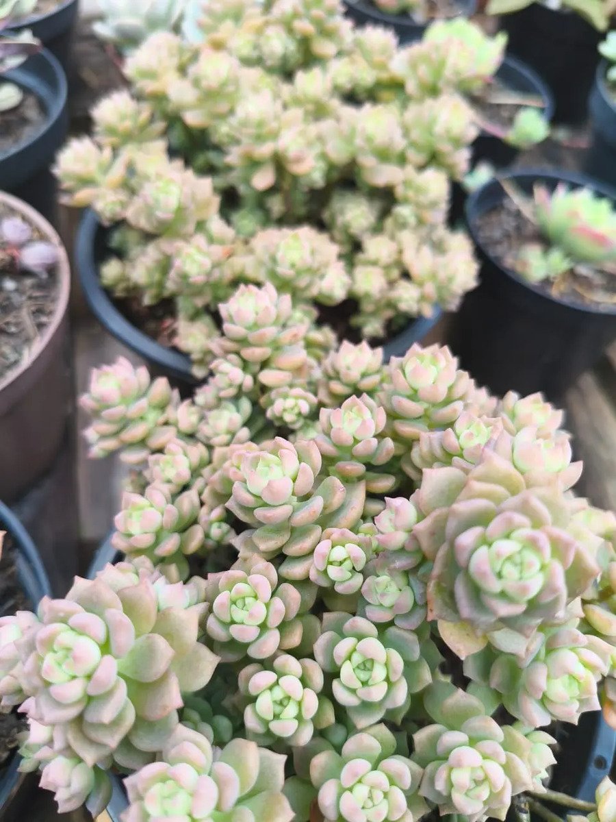 Planta Suculenta Querência Pote 11 Cheio Rosa-chiclete - Imagem 3