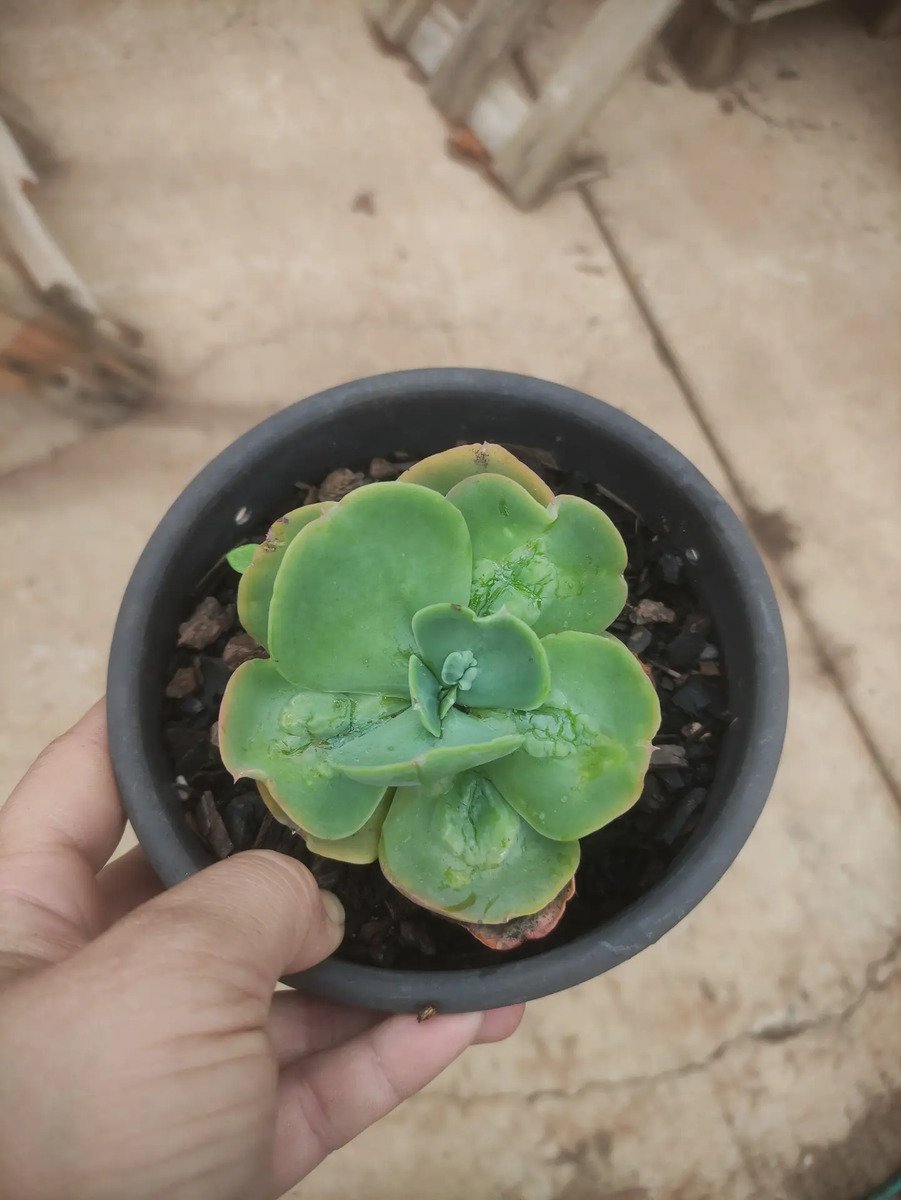 Planta Suculenta Gibbiflora Papageno Pote 14 Branco - Imagem 4