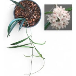 Hoya Shepherdii Muda Branco