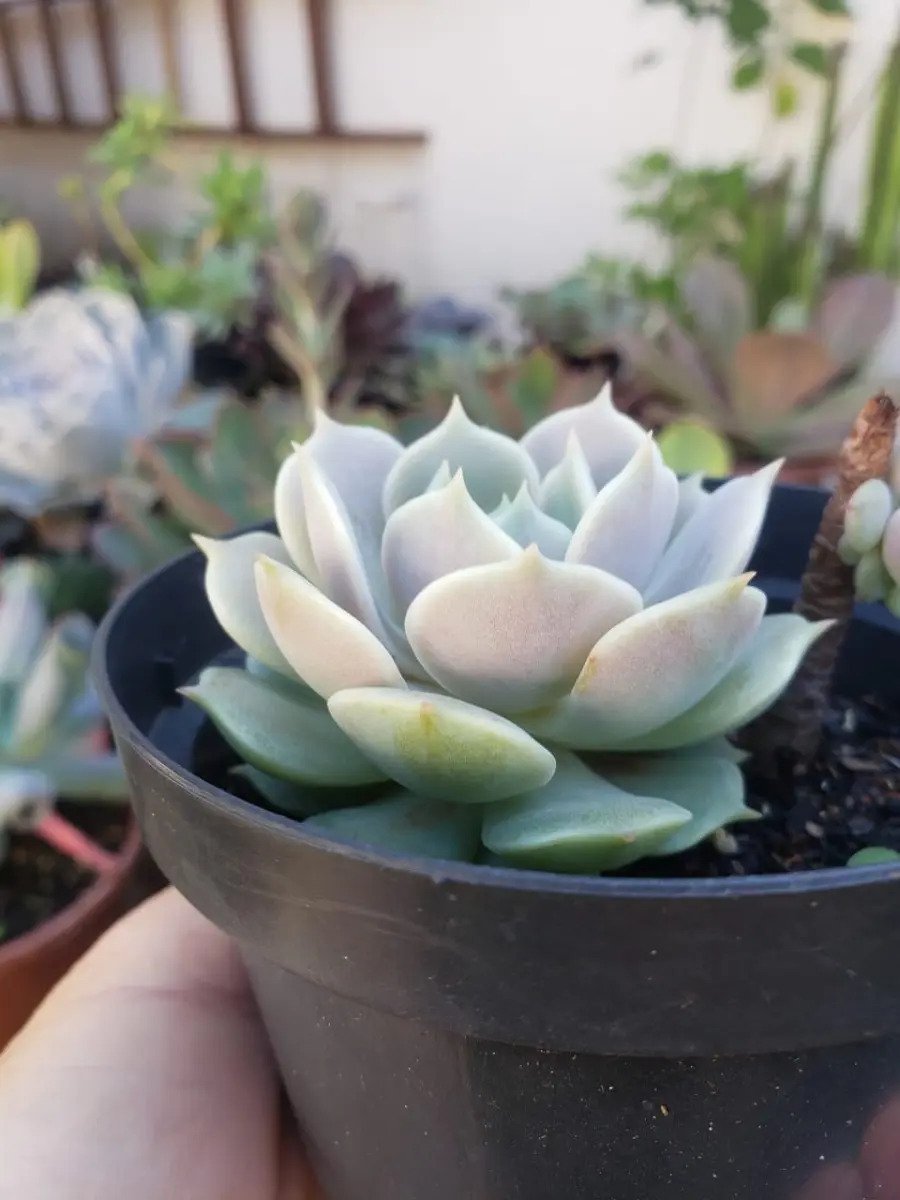 Suculenta Echeveria Lola - Imagem 4