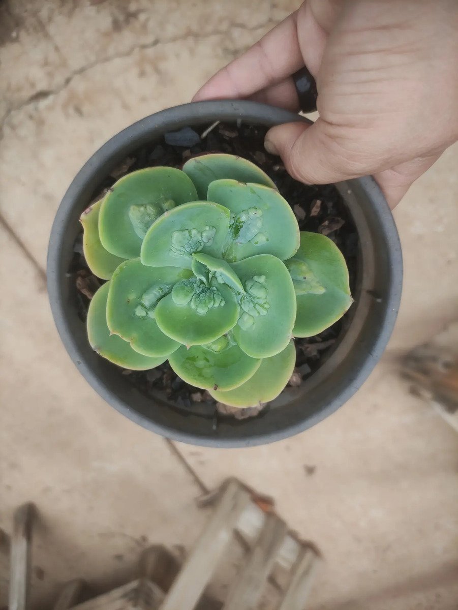 Planta Suculenta Gibbiflora Papageno Pote 14 Branco - Imagem 5