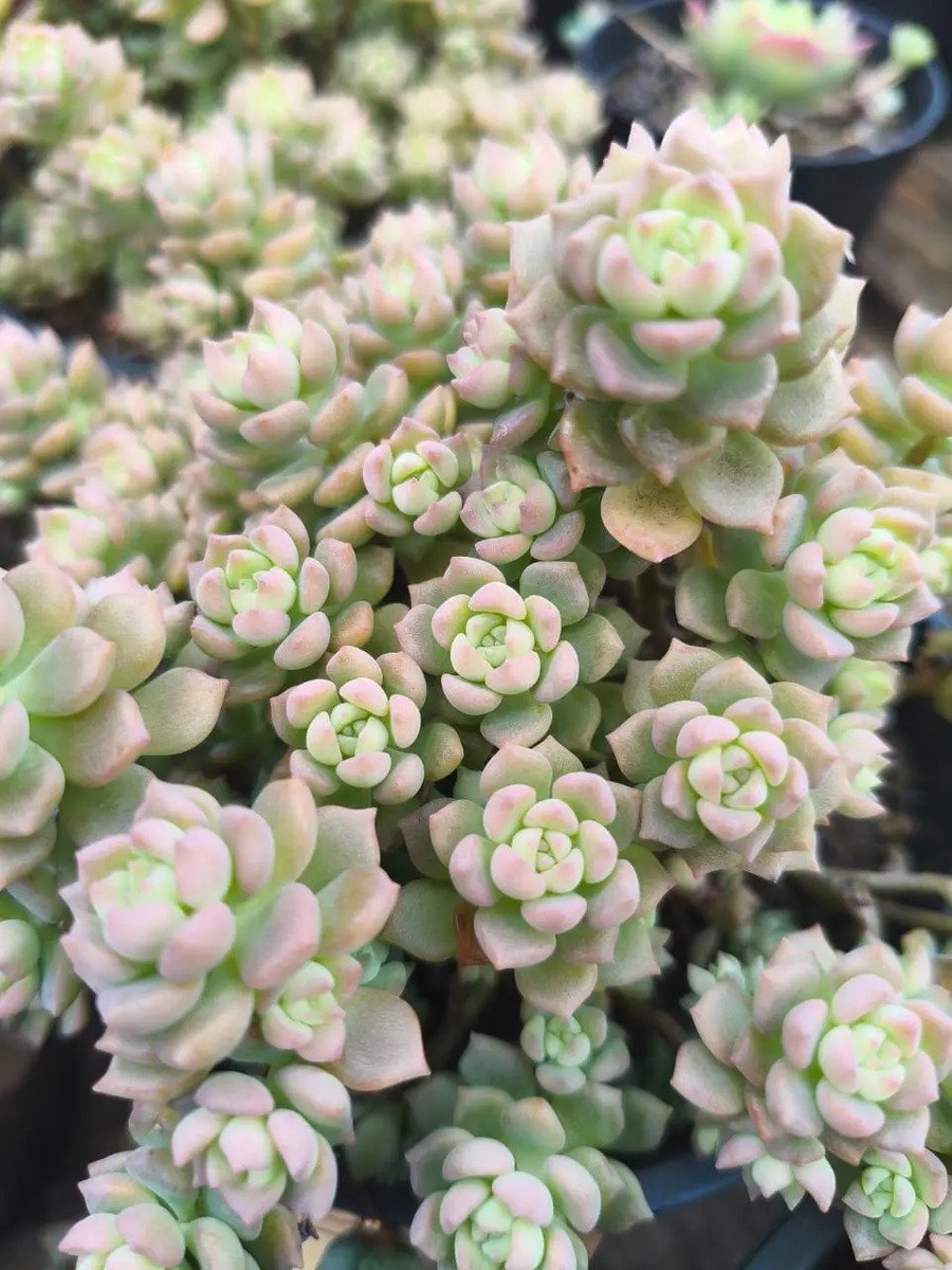 Planta Suculenta Querência Pote 11 Cheio Rosa-chiclete - Imagem 4