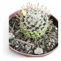 Cacto Mammillaria Duwei Amarelo