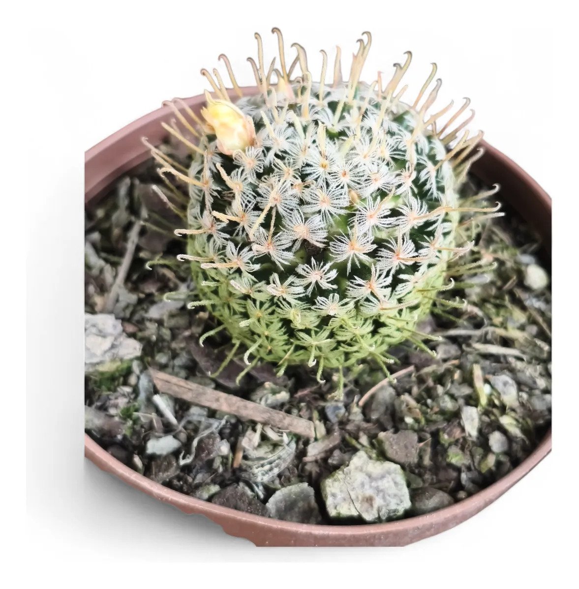 Cacto Mammillaria Duwei Amarelo