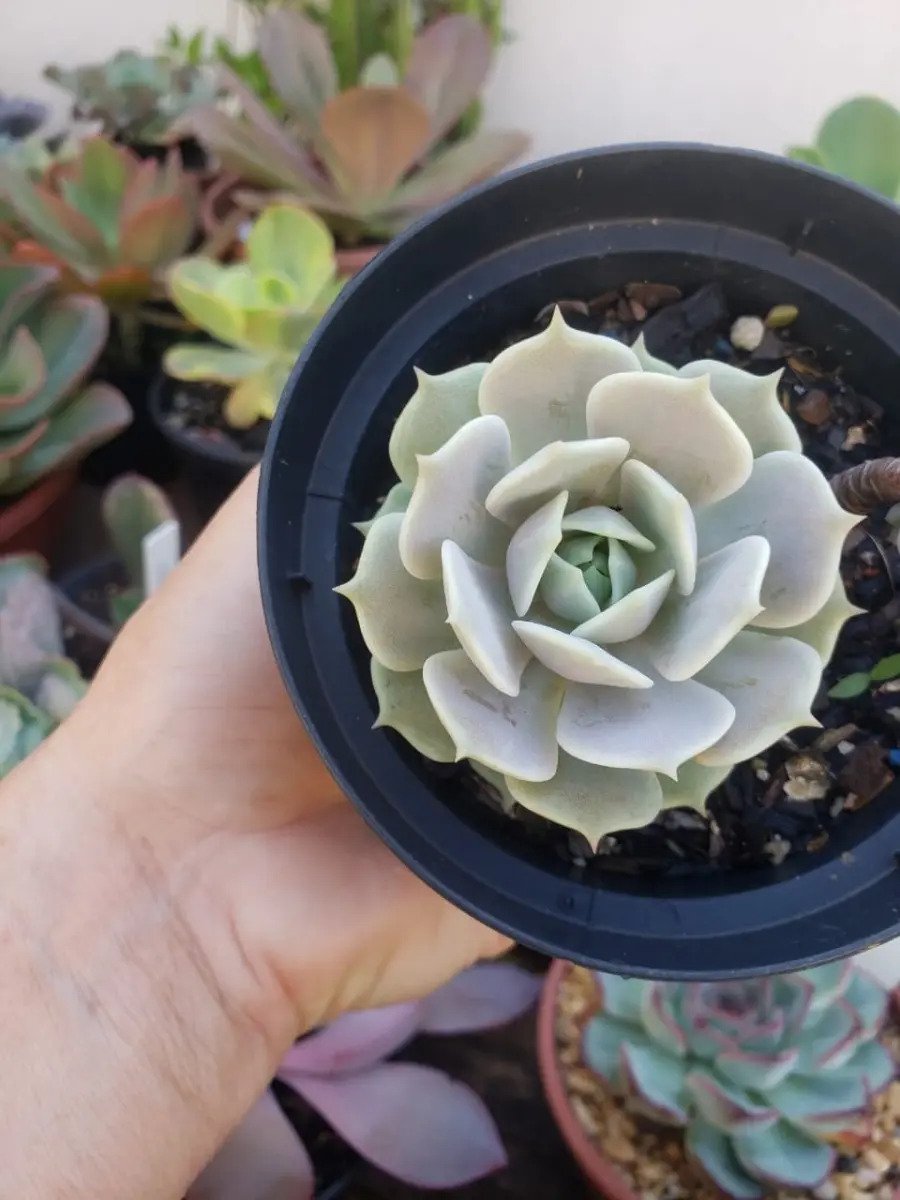 Suculenta Echeveria Lola - Imagem 5
