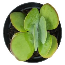 Suculenta Kalanchoe Orelha De Elefante