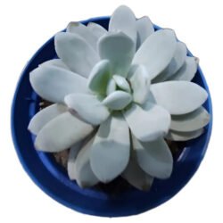 Suculenta Echeveria Lauii