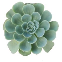 Suculenta Echeveria Glauca
