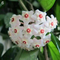 Muda Hoya Flor De Cera Porcelana Branca Trepadeira Australis