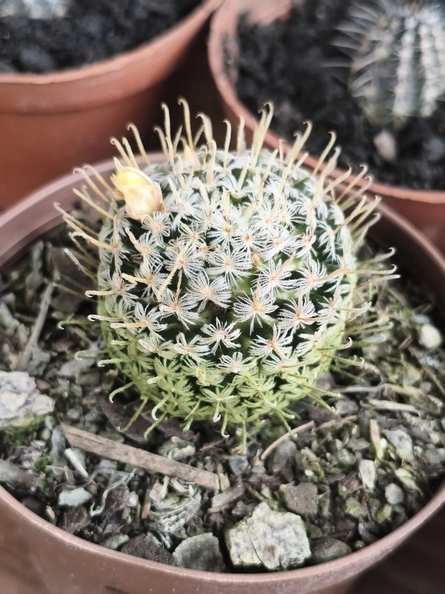 Cacto Mammillaria Duwei Amarelo - Imagem 2