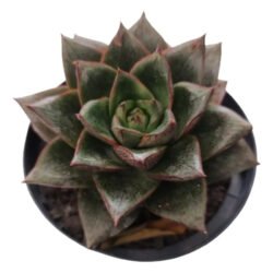 Suculenta Echeveria Dionisio Grande, Em Pote 11