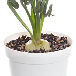 Suculenta Albuca Spirales Cebola Espiral (frizzle Sizzle) Verde-claro