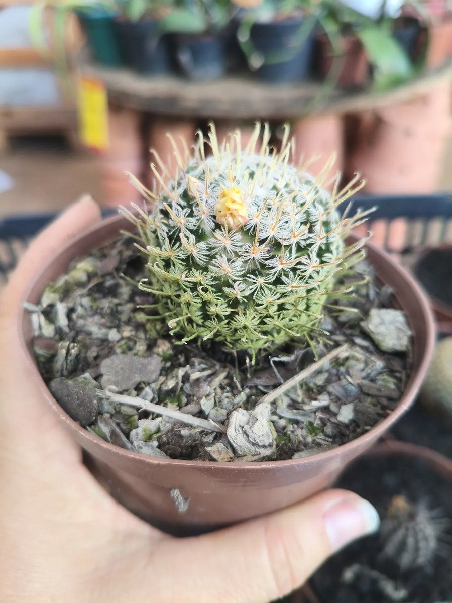 Cacto Mammillaria Duwei Amarelo - Imagem 3