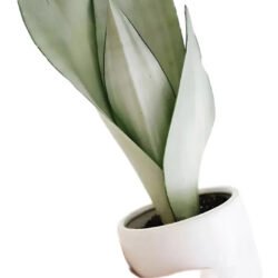 Suculenta Sansevieria Moonshine (espada De Prata)
