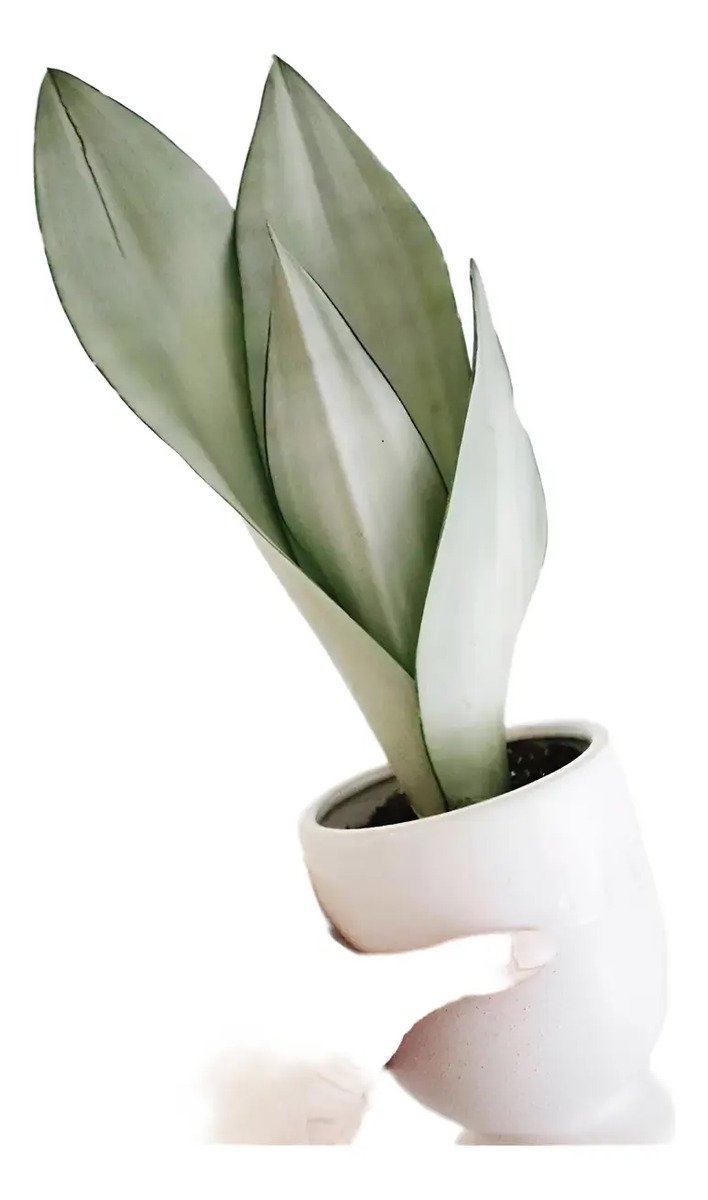 Suculenta Sansevieria Moonshine (espada De Prata)