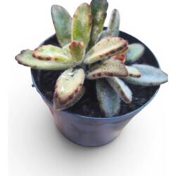 Suculenta Kalanchoe Tomentosa (orelha De Gato Chocolate) Branco