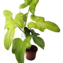 Philodendron Violin Gold Branco