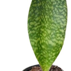 Suculenta Sansevieria Masoniana