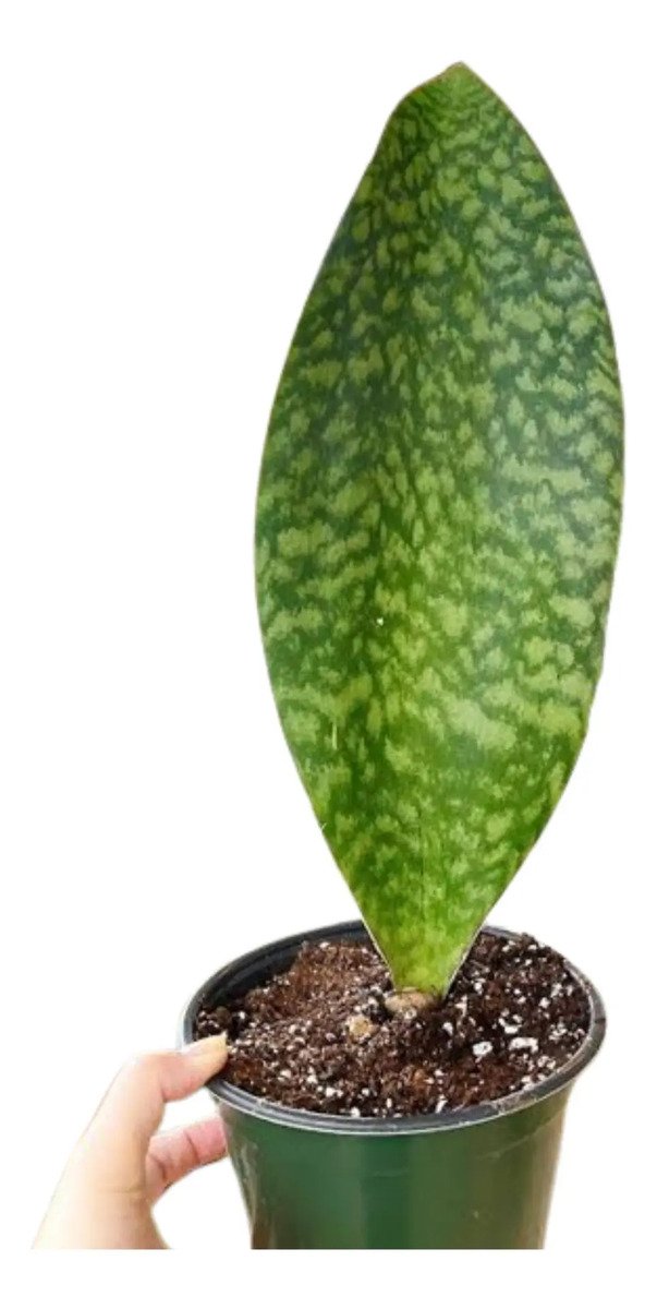 Suculenta Sansevieria Masoniana