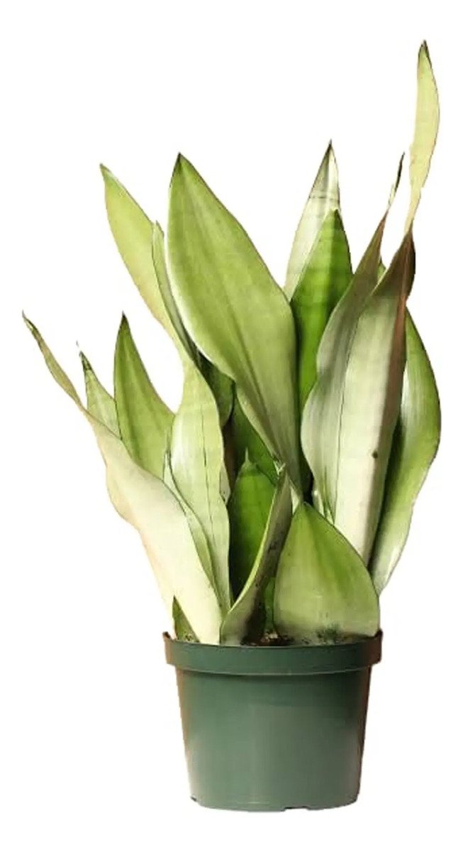 Suculenta Sansevieria Moonshine (espada De Prata) - Imagem 2