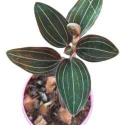 Orquídea Ludisia Discolor Pipoca