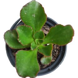Suculenta Echeveria Ampi