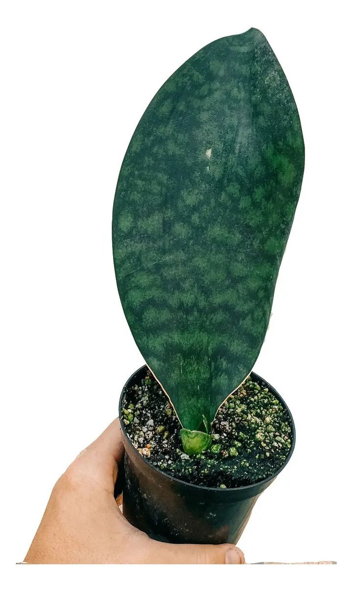 Suculenta Sansevieria Masoniana - Imagem 2
