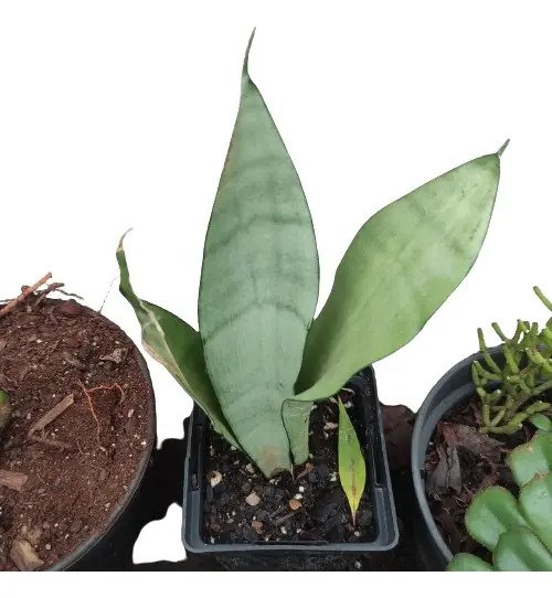 Suculenta Sansevieria Moonshine (espada De Prata) - Imagem 3