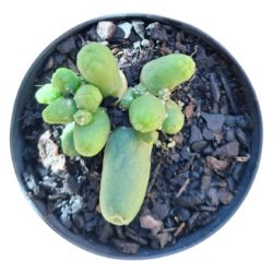 Cacto Trichocereus Santiaguencis (pimentão Verde) Verde-claro