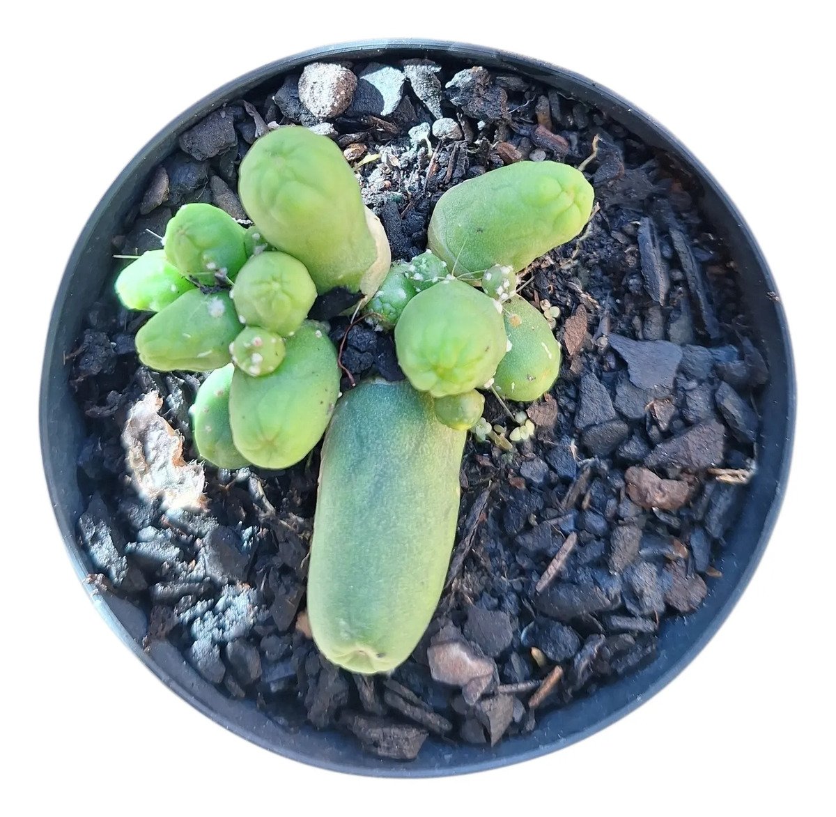 Cacto Trichocereus Santiaguencis (pimentão Verde) Verde-claro