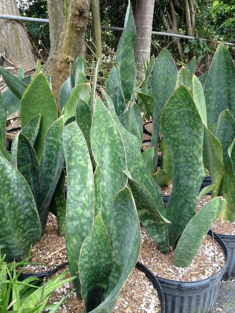 Suculenta Sansevieria Masoniana - Imagem 3