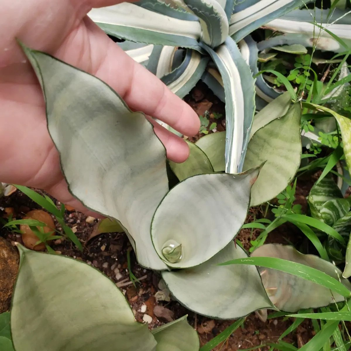 Suculenta Sansevieria Moonshine (espada De Prata) - Imagem 4