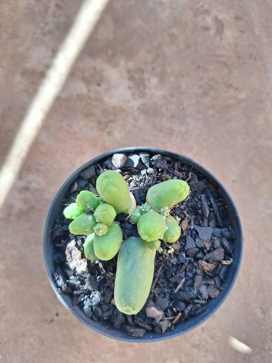 Cacto Trichocereus Santiaguencis (pimentão Verde) Verde-claro - Imagem 2