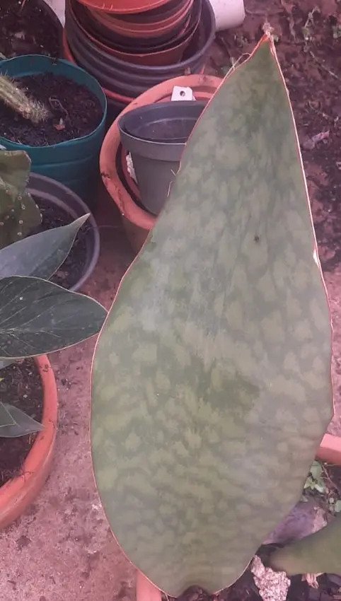 Suculenta Sansevieria Masoniana - Imagem 4