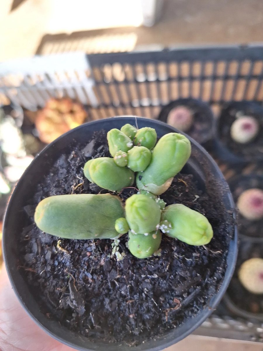 Cacto Trichocereus Santiaguencis (pimentão Verde) Verde-claro - Imagem 3