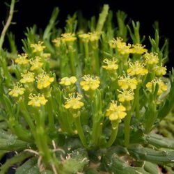 Suculenta Cabeça Medusa (Euphorbia Flanagane)