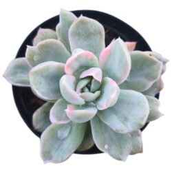 Planta Suculenta Echeveria Albicans Variegata Branco