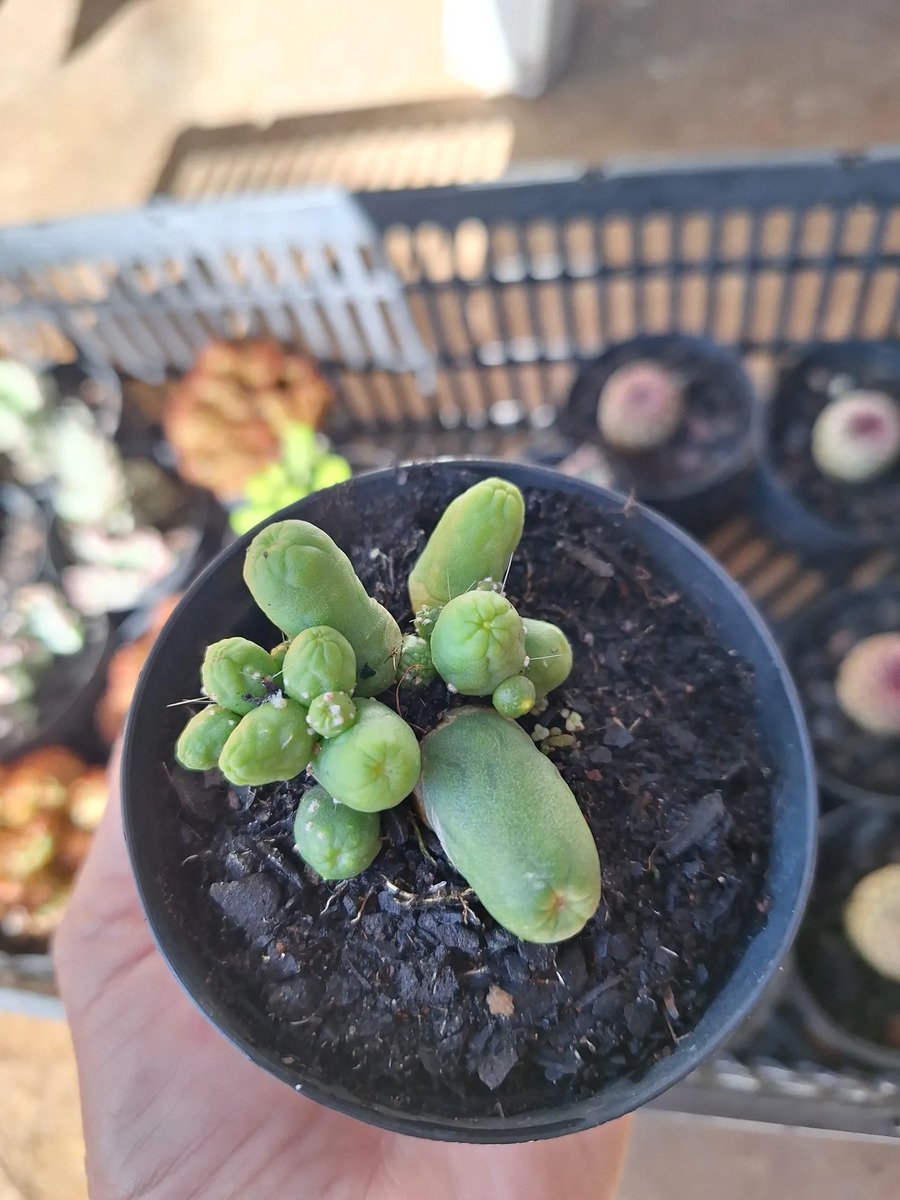 Cacto Trichocereus Santiaguencis (pimentão Verde) Verde-claro - Imagem 4