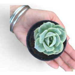Planta Suculenta Lovely Rose Branco