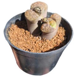 Planta Lithops Cacto Pedra Amarelo