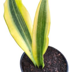 Sansevieria Lauren Yellow Stone Snakeplant Branco