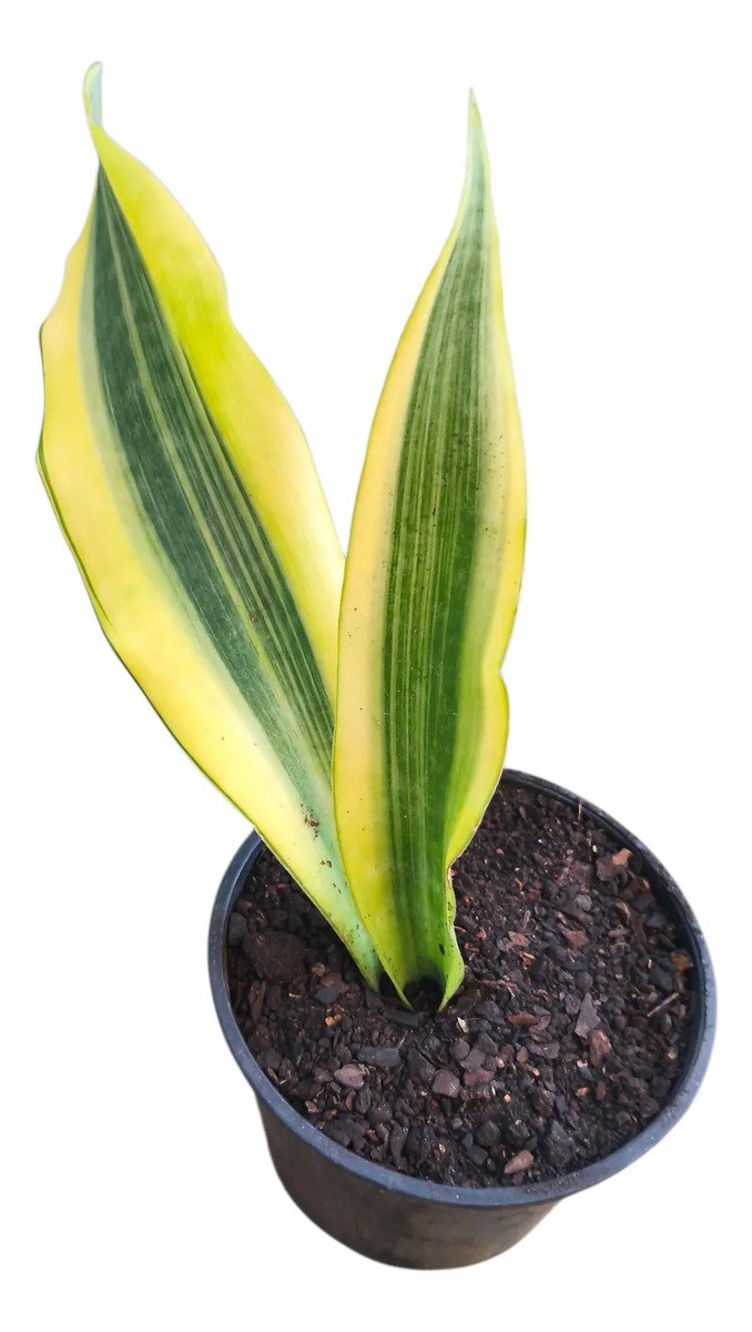 Sansevieria Lauren Yellow Stone Snakeplant Branco