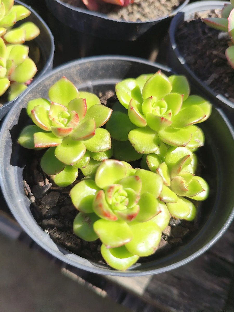 Planta Suculenta Letizia P06 - Imagem 4