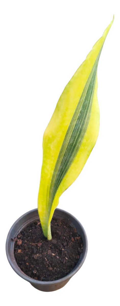 Sansevieria Lauren Yellow Stone Snakeplant Branco - Imagem 2