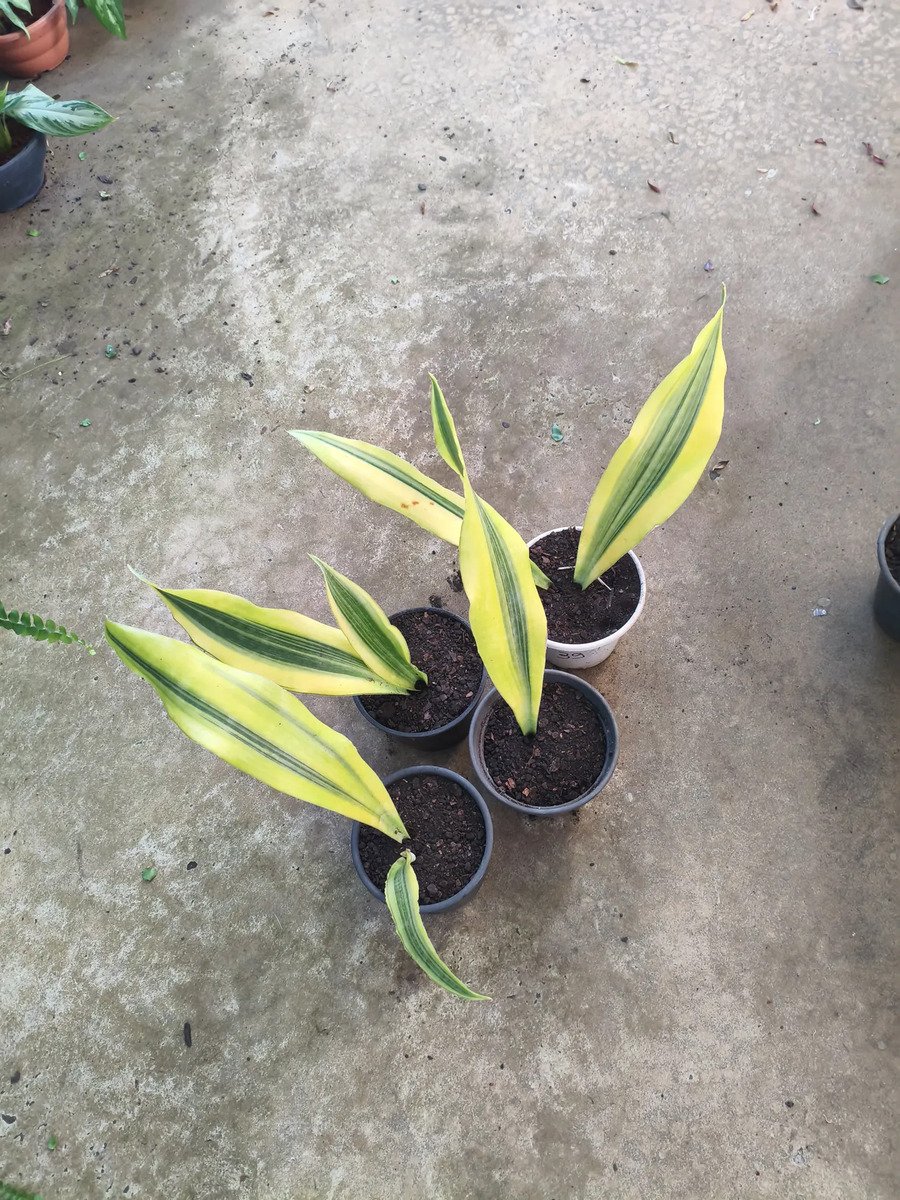Sansevieria Lauren Yellow Stone Snakeplant Branco - Imagem 3